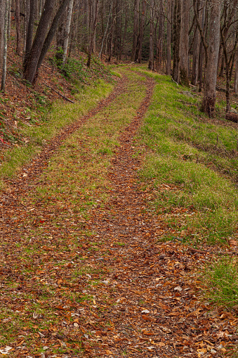 Old Sugarlands Trail in the Great Smoky Mountains National Park