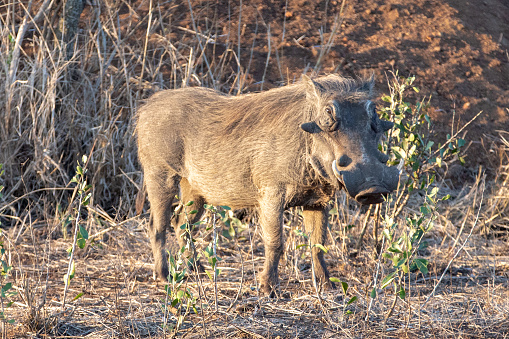 Common warthog standing during golden hour in sub Saharan Africa