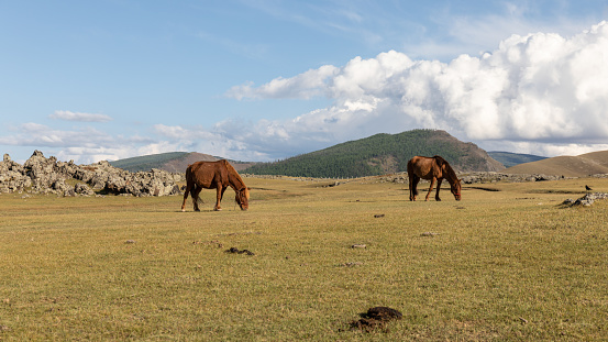 Mongolian tribe village in steppe in Mongolia