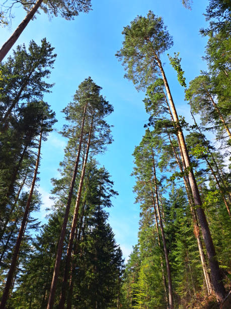 Forest landscape scenery from national park in Germany