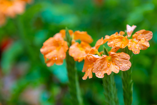 Wet orange Crossandra flowers in a garden
