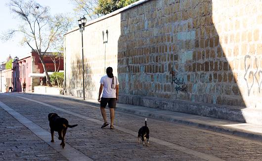 Oaxaca, Mexico: A man walking in early morning with his two unleashed dogs in downtown Oaxaca.