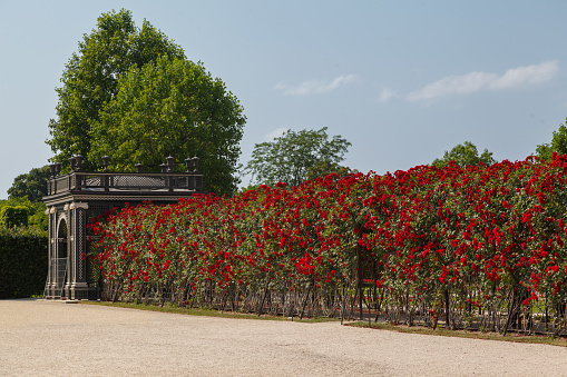 The blooming symmetric crown gardens of the summer Schönbrunn palace in Vienna, Austria.