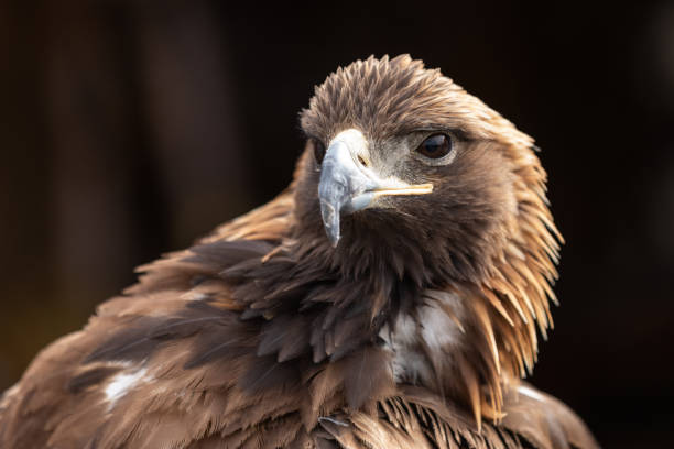 istock Close-up of an eagle in Mongolia. 2021212854
