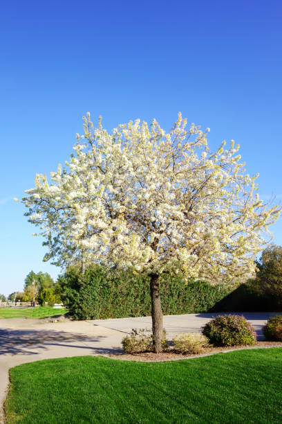istock Evergreen Pear (Pyrus Kawakamii) Winter Bloom, Phoenix, AZ 2021213378