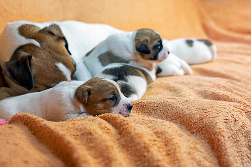 small Jack Russell terrier puppy crawls on a peach blanket. caring for puppies and nursing dogs