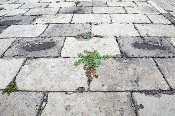 istock Weeds grow in ancient brick cracks, Beijing 2021224550