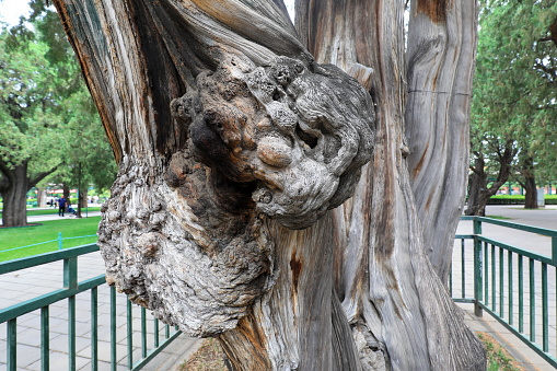 Trunk texture structure of Platycladus orientalis