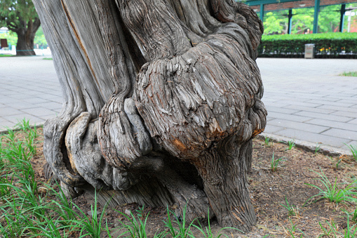 Trunk texture structure of Platycladus orientalis