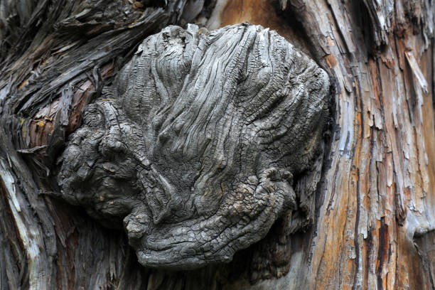 Trunk texture structure of Platycladus orientalis