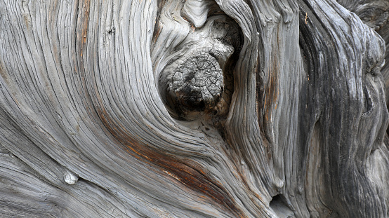 Trunk texture structure of Platycladus orientalis