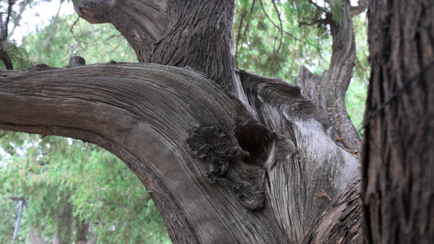 istock Trunk texture structure of Platycladus orientalis 2021230576