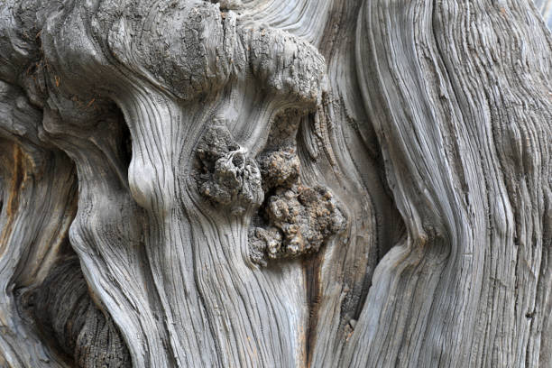 Trunk texture structure of Platycladus orientalis