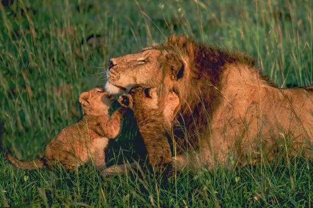 el león (panthera leo) es uno de los cuatro grandes felinos del género panthera y miembro de la familia felidae. un gran león africano macho jugando con cachorros muy jóvenes. reserva nacional masai mara, kenia. - animal-macho fotografías e imágenes de stock