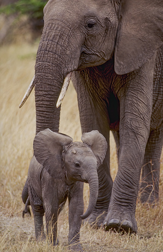 African bush elephant (Loxodonta africana), also known as the African savanna elephant. Mother and young calf. Masai Mara National Reserve, Kenya.