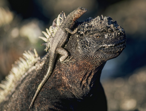 Microlophus albemarlensis, the Galapagos Lava lizard, also known as the Albemarle Lava lizard, is a species of Lava lizard. It is endemic to the Galápagos Islands, on top of a Galapagos Marine Iguana, Amblyrhynchus cristatus, Punta Espinosa, Fernandina Island; Galapagos.