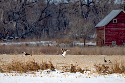 Pheasant being chased by a hawk in field in central Montana of western USA of North America.