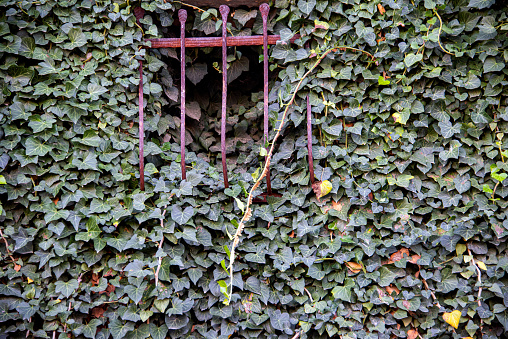 Close up partial view of wrought iron steel metal garden fence gate overgrown with plants bushes and leaves as concept for garden maintenance property management and gardening