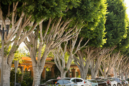 Afternoon sunlight shines on ficus trees that line the streets of historic downtown Tustin, California, USA.
