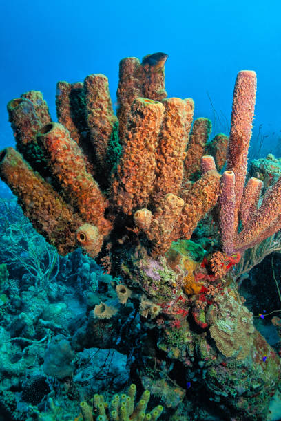 istock Aplysina archeri, stove-pipe sponge, 2021288879
