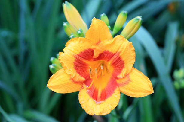 Hemerocallis flowers in the park, Beijing