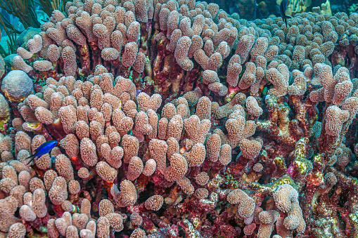 Porites porites, commonly known as hump coral or finger coral, is a species of stony coral