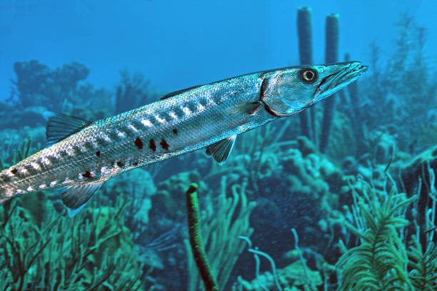 barracuda is a large, predatory, ray-finned fish known for its fearsome appearance and ferocious behaviour. The barracuda is a saltwater fish of the genus Sphyraena,