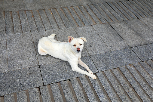 The white pet dog lay on the ground