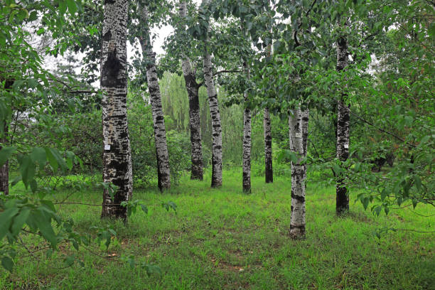 kräftig wachsende pflanzen im botanischen garten peking - planting tree poplar tree forest stock-fotos und bilder