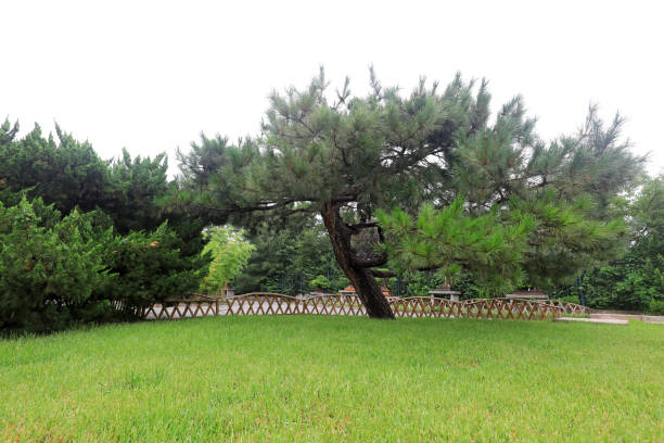 Chinese traditional botanical horticultural modeling, in Beijing Botanical Garden