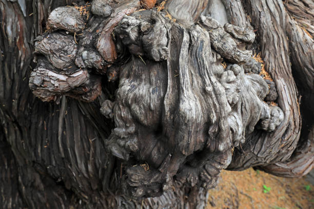 Lo spettrale fico australiano, albero delle liane.