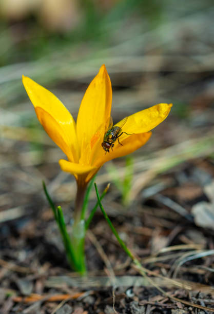 Two-winged insect green blowfly, sits on a yellow crocus