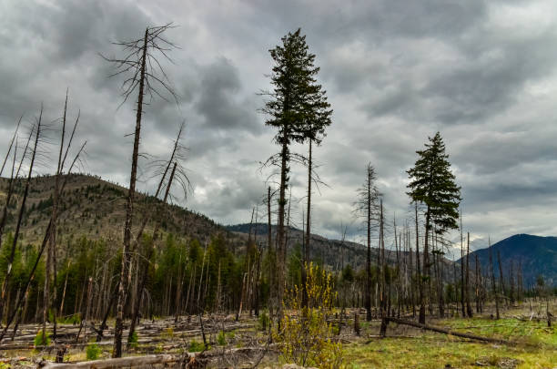 The coniferous forest is recovering after a fire. Burnt pine and spruce trunks against a cloudy sky in Montana, USA