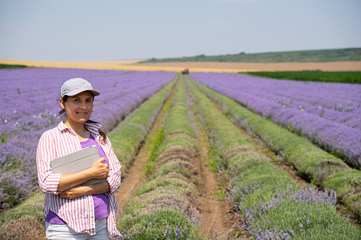 Farmer woman surveying combine harvester gathering the crop in lavender plantation with mobile app on tablet.