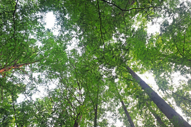 istock Metasequoia plants in Beijing Botanical Garden 2021381832