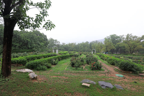 Rose garden scenery in Beijing Botanical Garden
