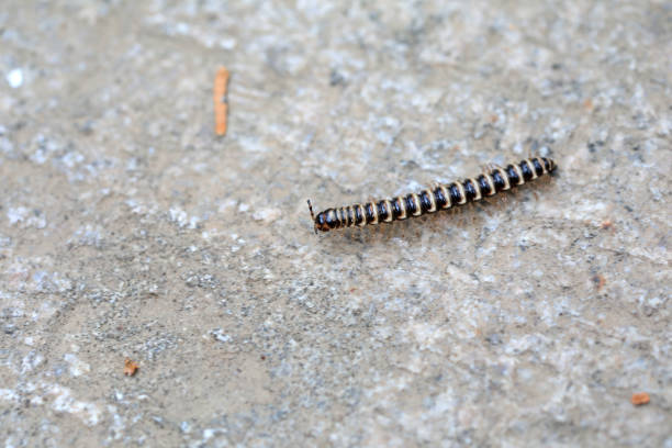 millipedes