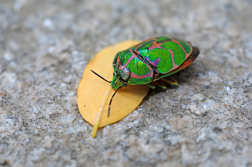 Beautiful bugs on the leaves
