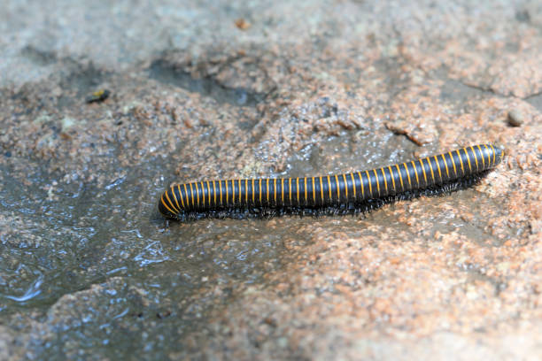 istock Millipedes in the wild, North China 2021392066