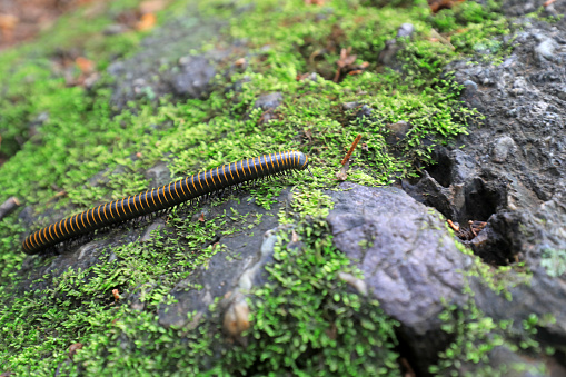 Millipedes in the wild, North China