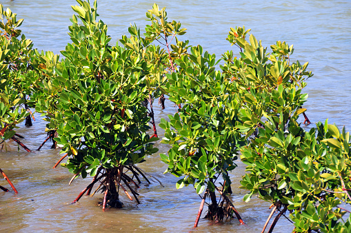 Gand Sable, Gand Port District, Mauritius: mangrove growing in the shallow waters of the inter tidal area of Anse Bambou bay, offering protection from sea erosion - B28 coastal road - Flacq-Mahebourg royal road