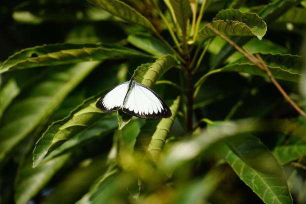 Close-up of white-winged butterfly perched on tree foliage