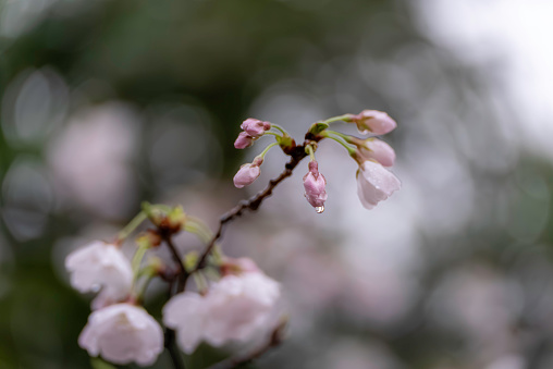 cherry blossoms wet in the rain