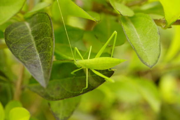 istock Close-up of Tettigoniidae on a leaf 2021429489