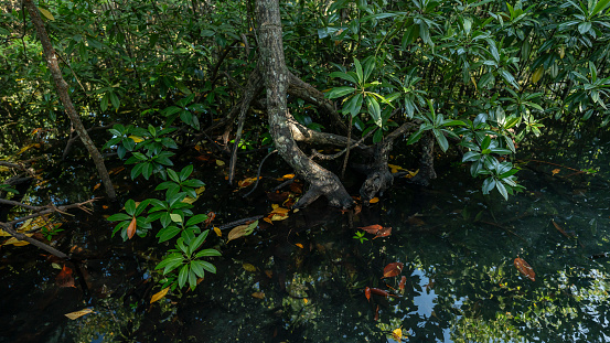 Rising tidal creek in a coastal mangrove forest.