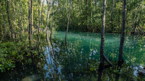 istock Tropical mangrove estuary creek habitat. 2021434647