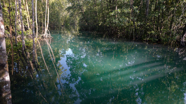 istock Tropical estuary creek waterway and coastal environment. 2021434648