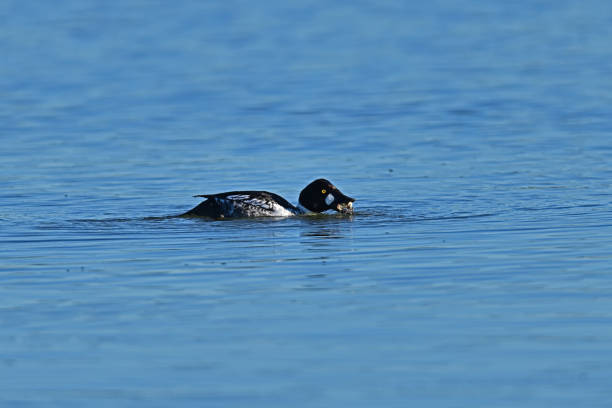 istock Common Goldeneye with a Crab in the Bill 2021437308