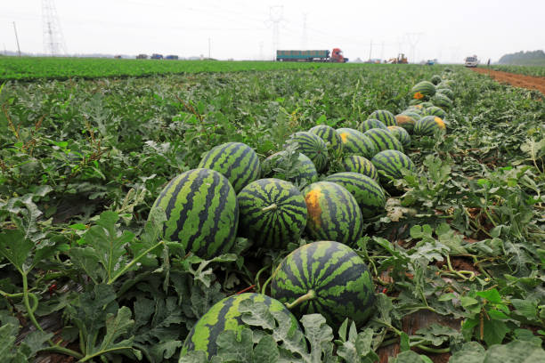 Samara, Russia - October 5, 2018: Fresh watermelons saling at the local farmers market