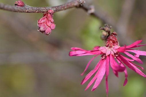 Macro Closeup of Loropetalum Bloom and Bud, Bright Winter Sun, and Hot Pink Color